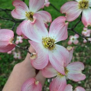 Meet your Posher, Maria